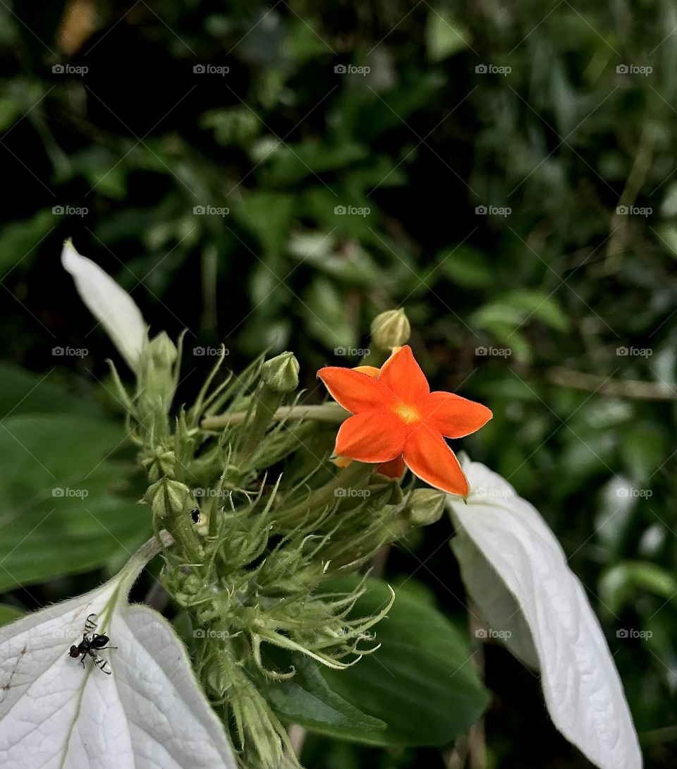 Mussaenda Frondosa aka in Sinhala Ahderthodha…