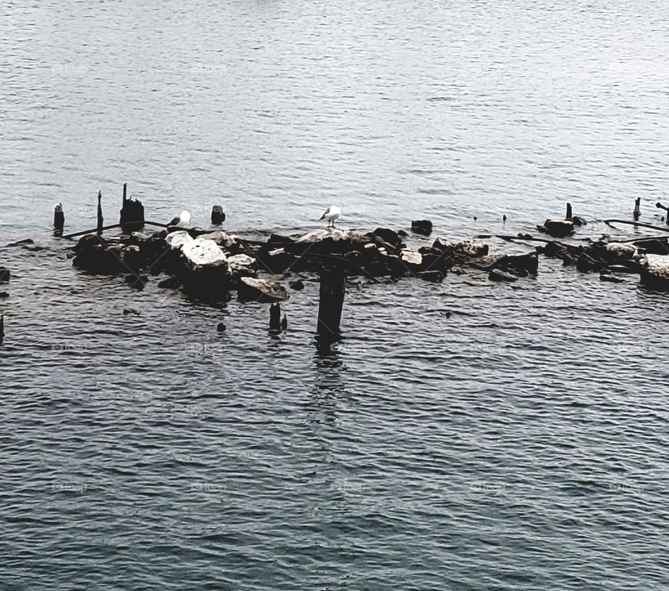 A bunch of seagulls sitting on a small reef on Lake Michigan