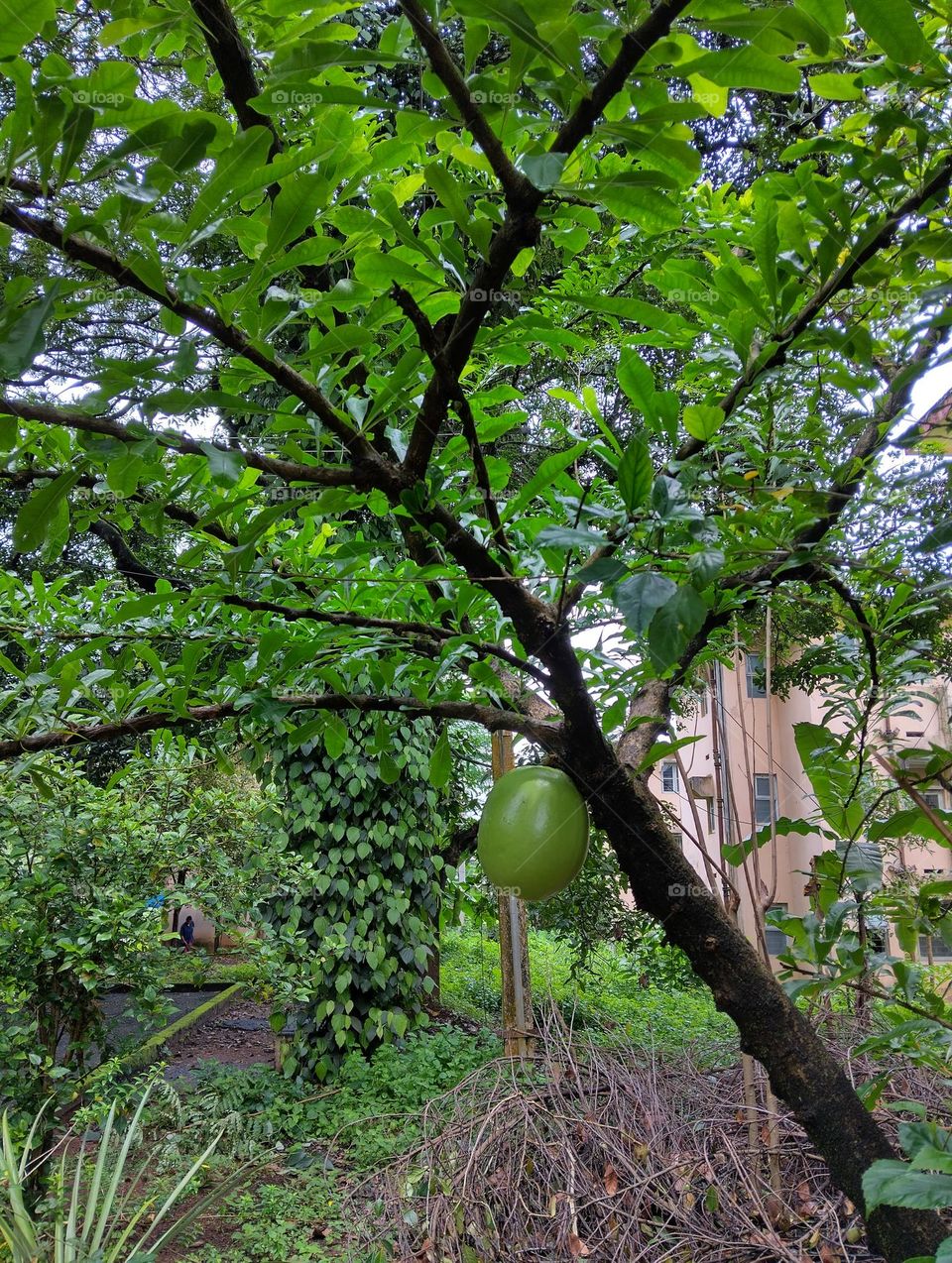Calabash tree with fruits