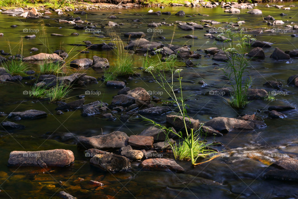 Grass and stones in the river.