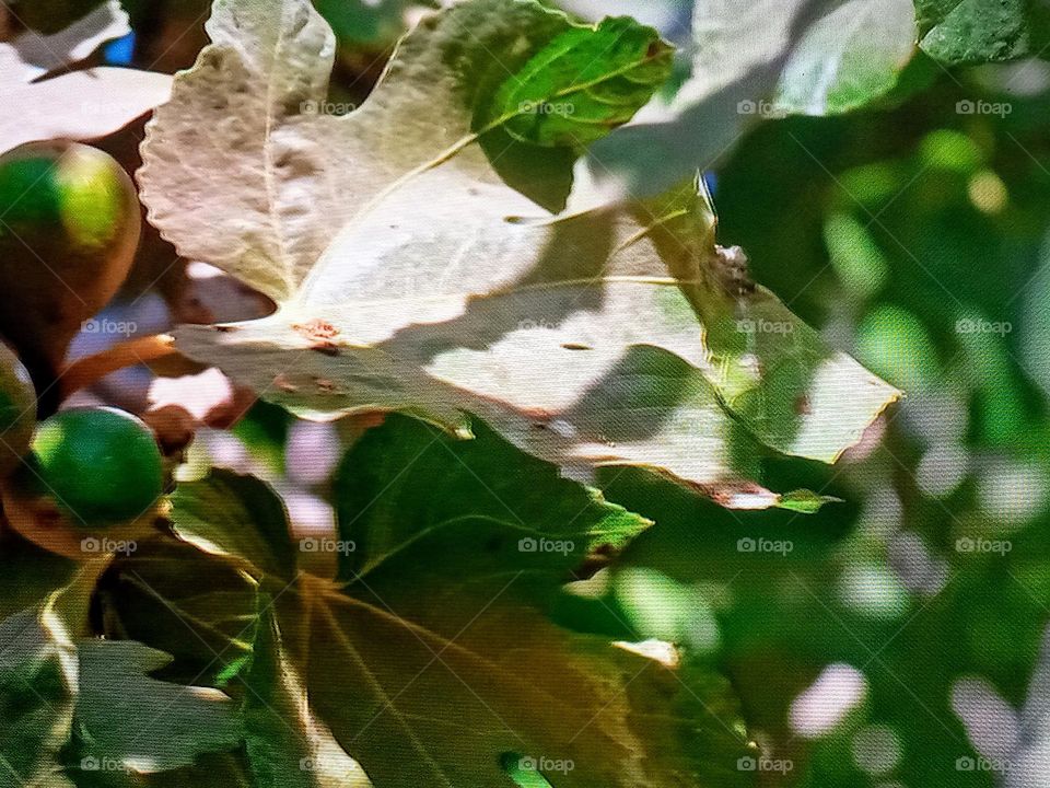a fig tree