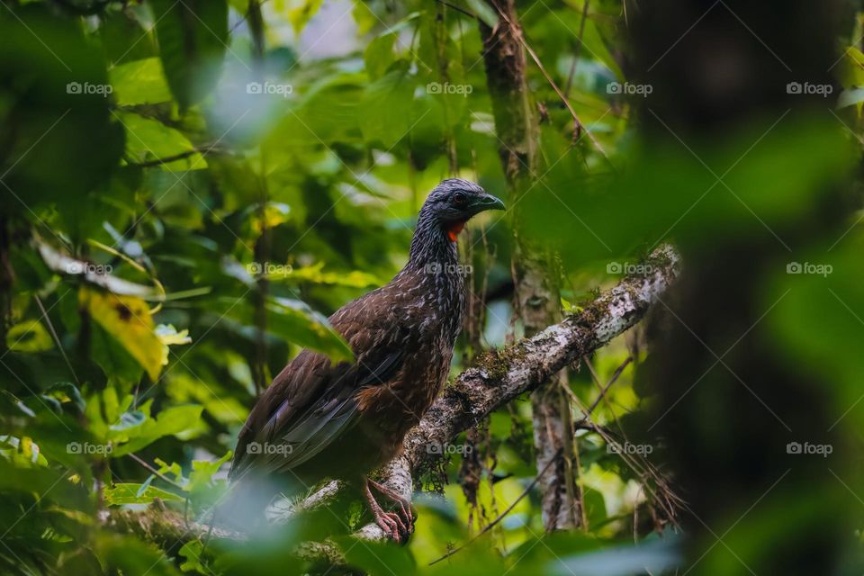 Bird in a tree