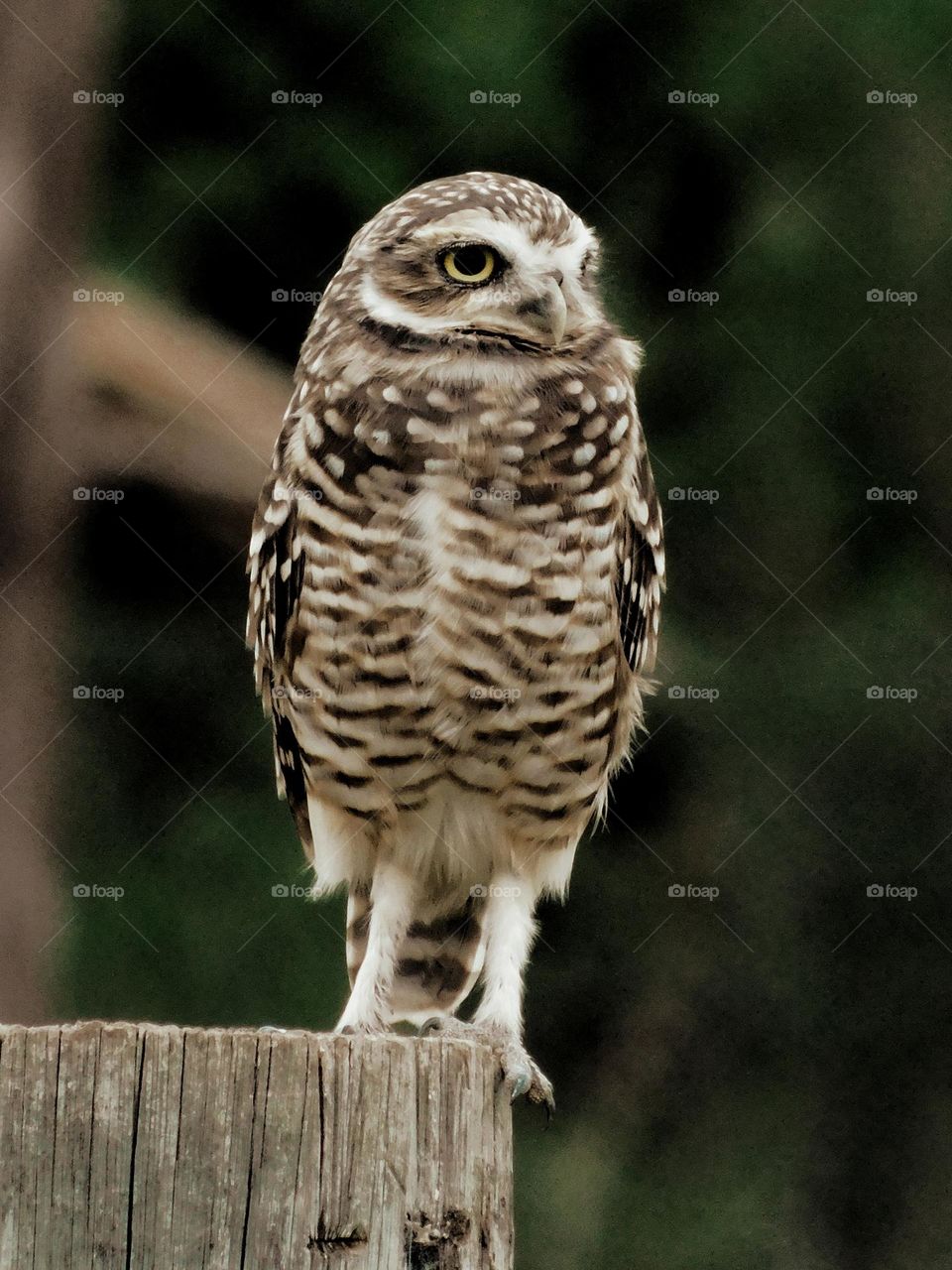 owl