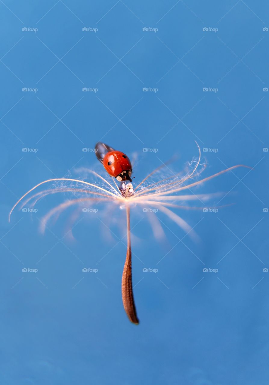 Ladybug on dandelion 