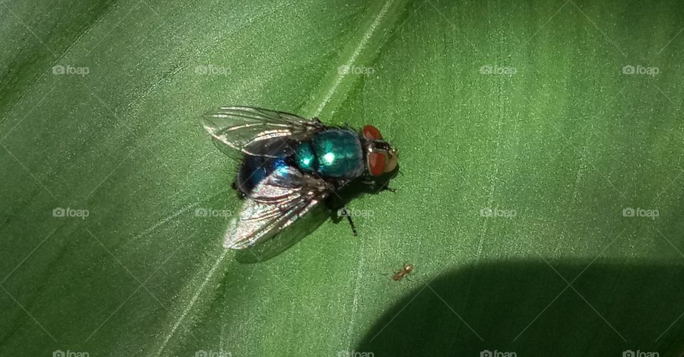 House fly