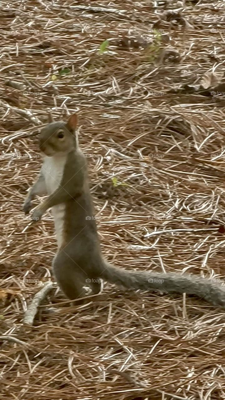 Nature squirrel