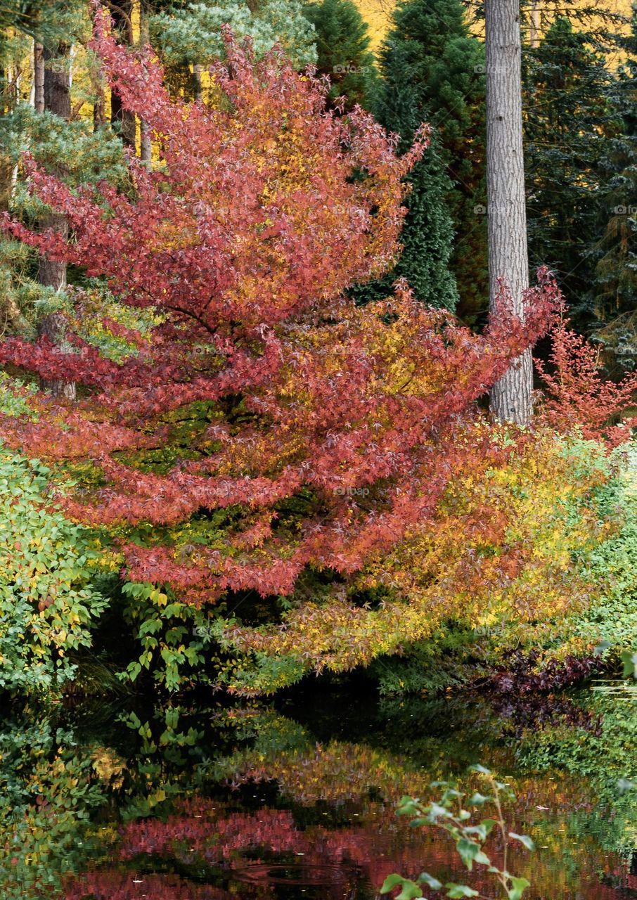 Colourful autumn leaves on the trees in woodland next to a river