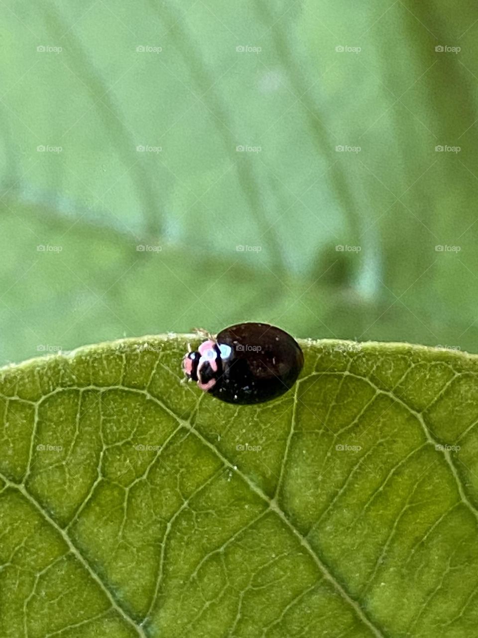 Black lady bug