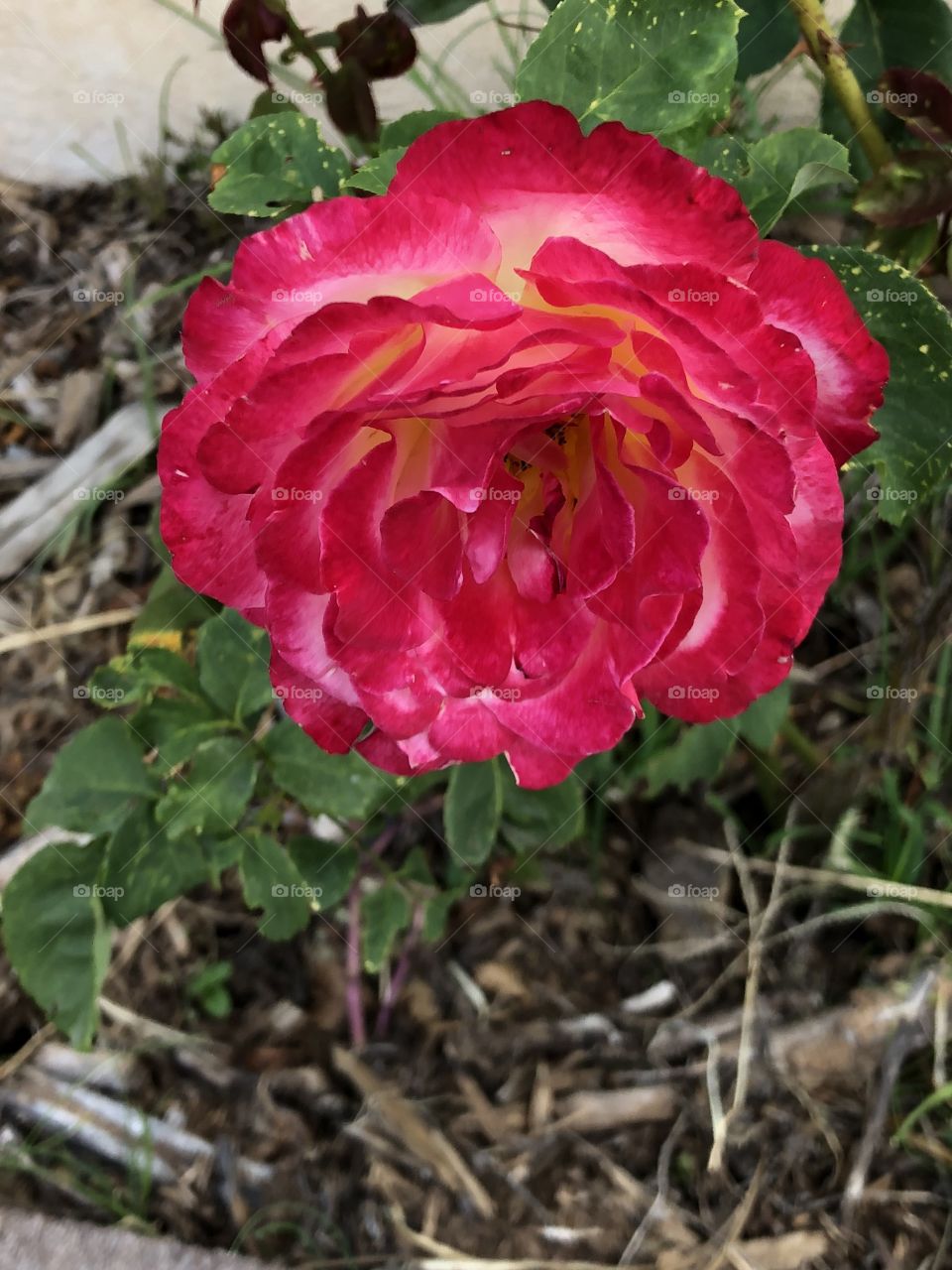 Rose