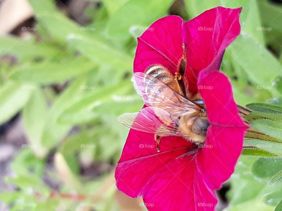 A Bee hard at work