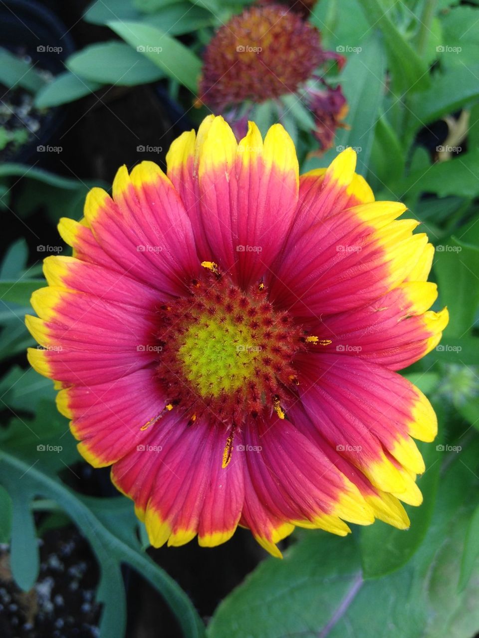 Close-up of a gerbera daisy