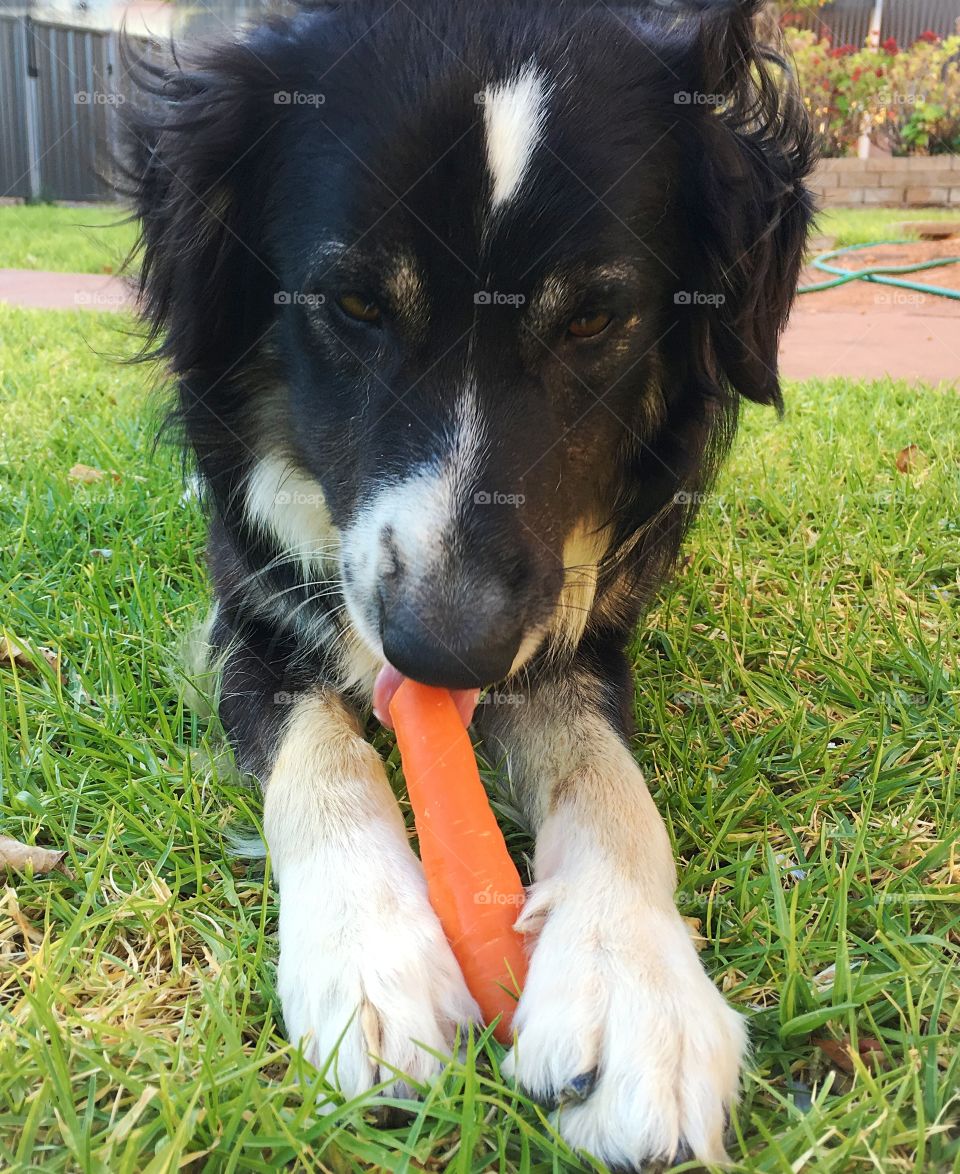 Border collie eating a carrot