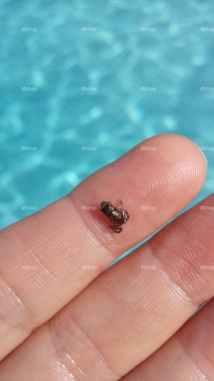 Micro frog!