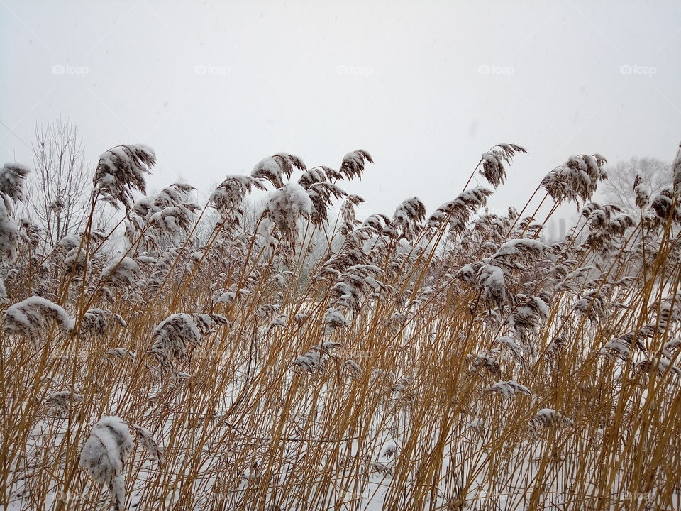 камыш снег зима снег