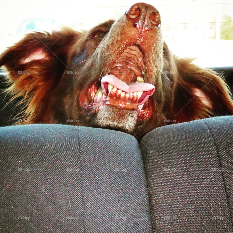 Dog in car