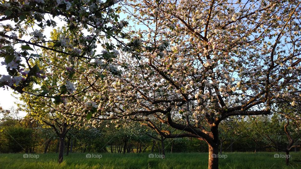Apple tree on the field. Sunlight.