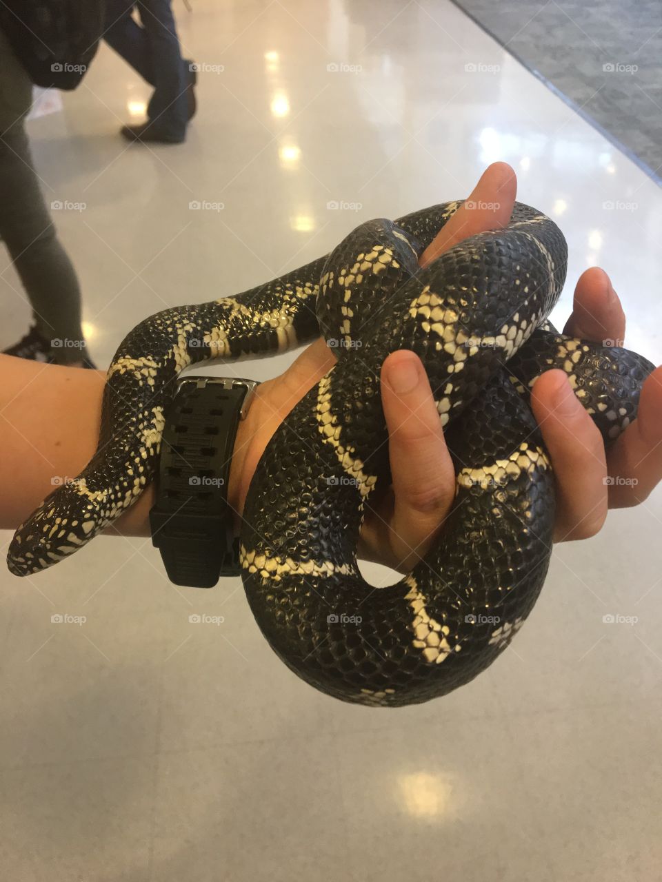 Beautiful exotic snake! She's so sweet too! 