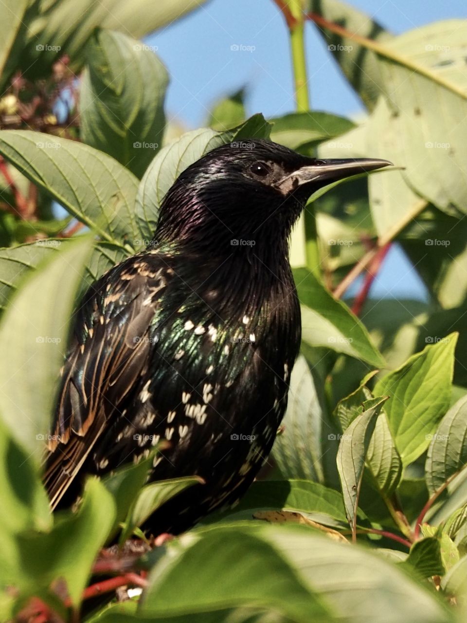 Starling