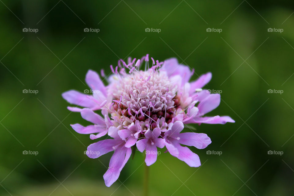 Purple flower in bloom