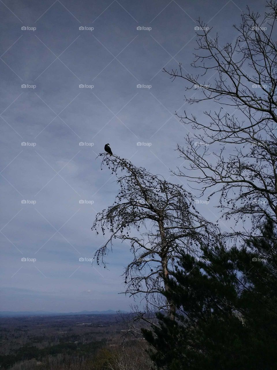 Silhouette of bird in a tree mountain view