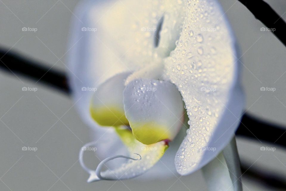 Close-up of a white orchid with raindrops 