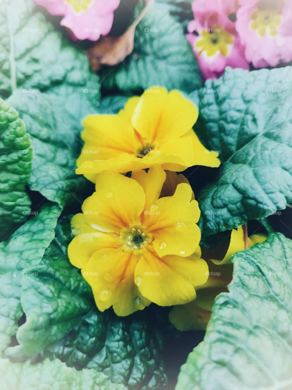 Beautiful yellow flowers