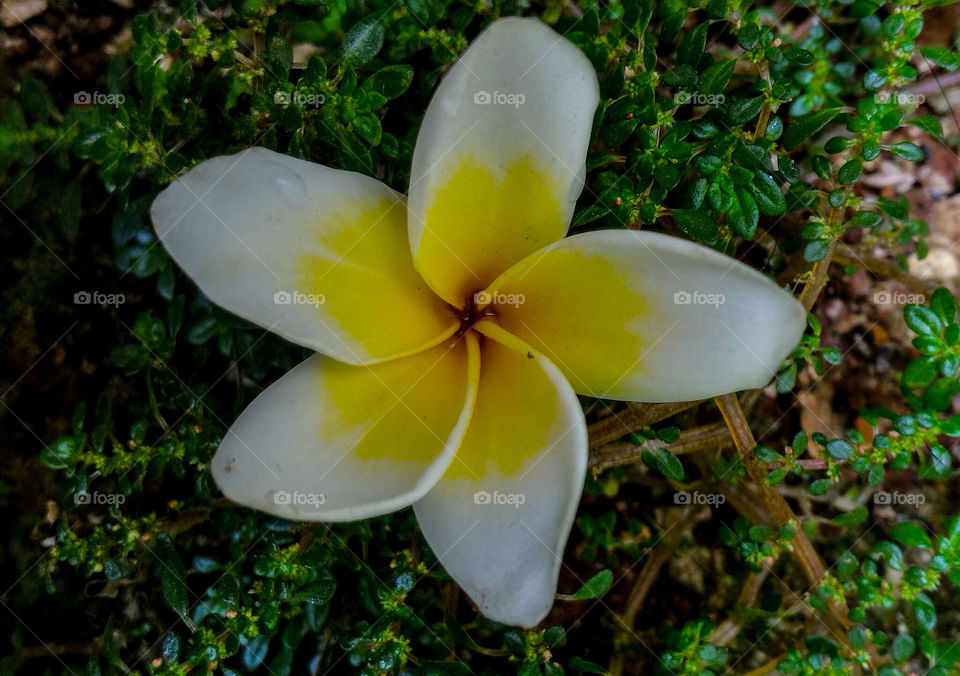 Spiral flower on tiny leaves