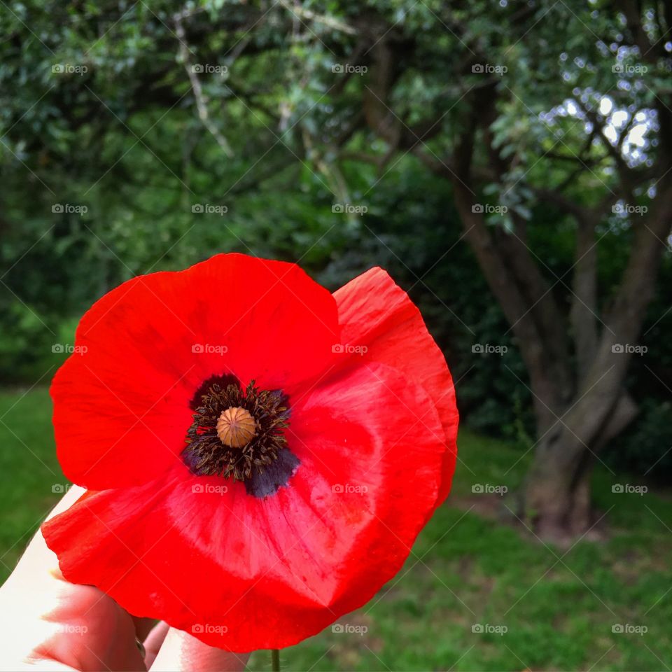 Poppy in the park 