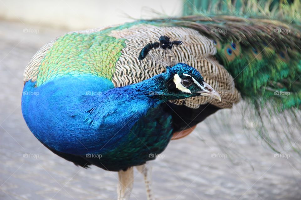 Close-up of a peacock