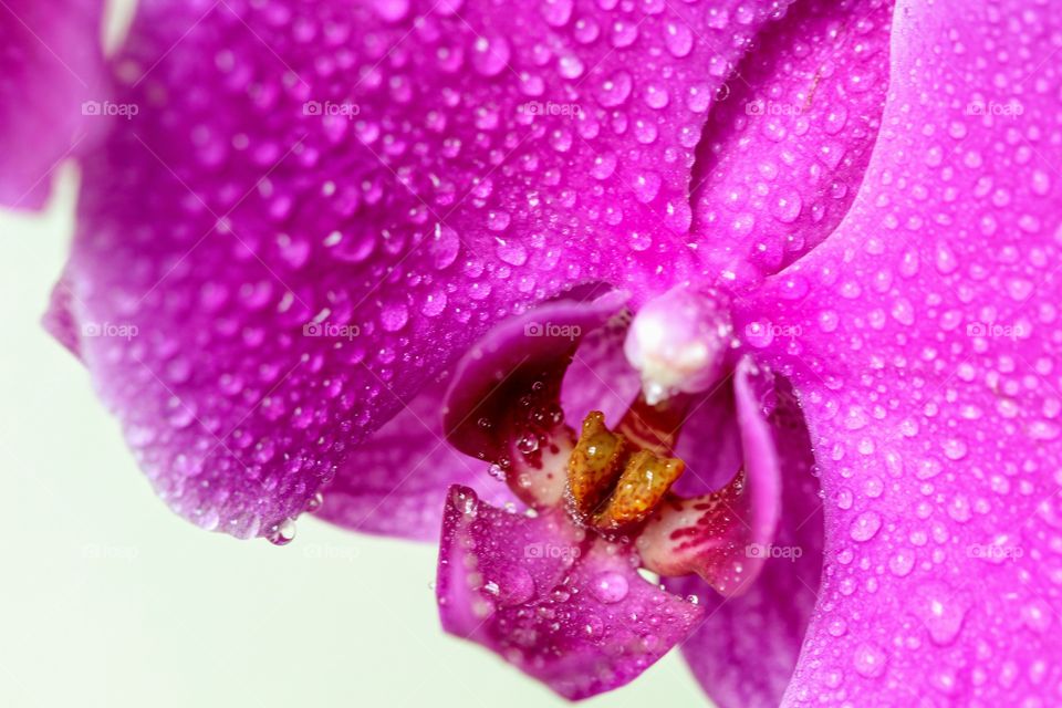 Pink Orchid 