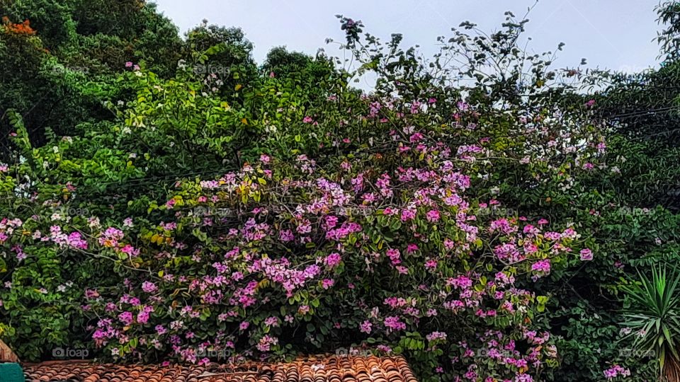 Pink flower,flower,pink,nature,colorful,blossom,garden,floral,foliage,tree,sky,gardening,blooming,spring