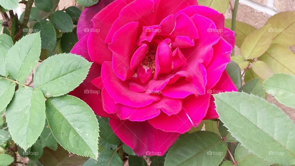 Beautiful Rose 1