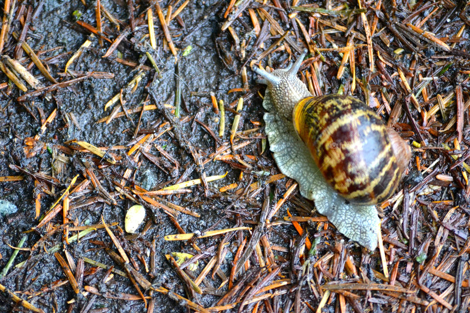Snail on the Ground