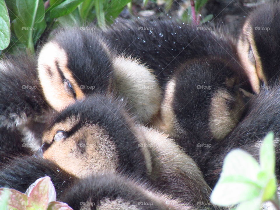 Ducklings