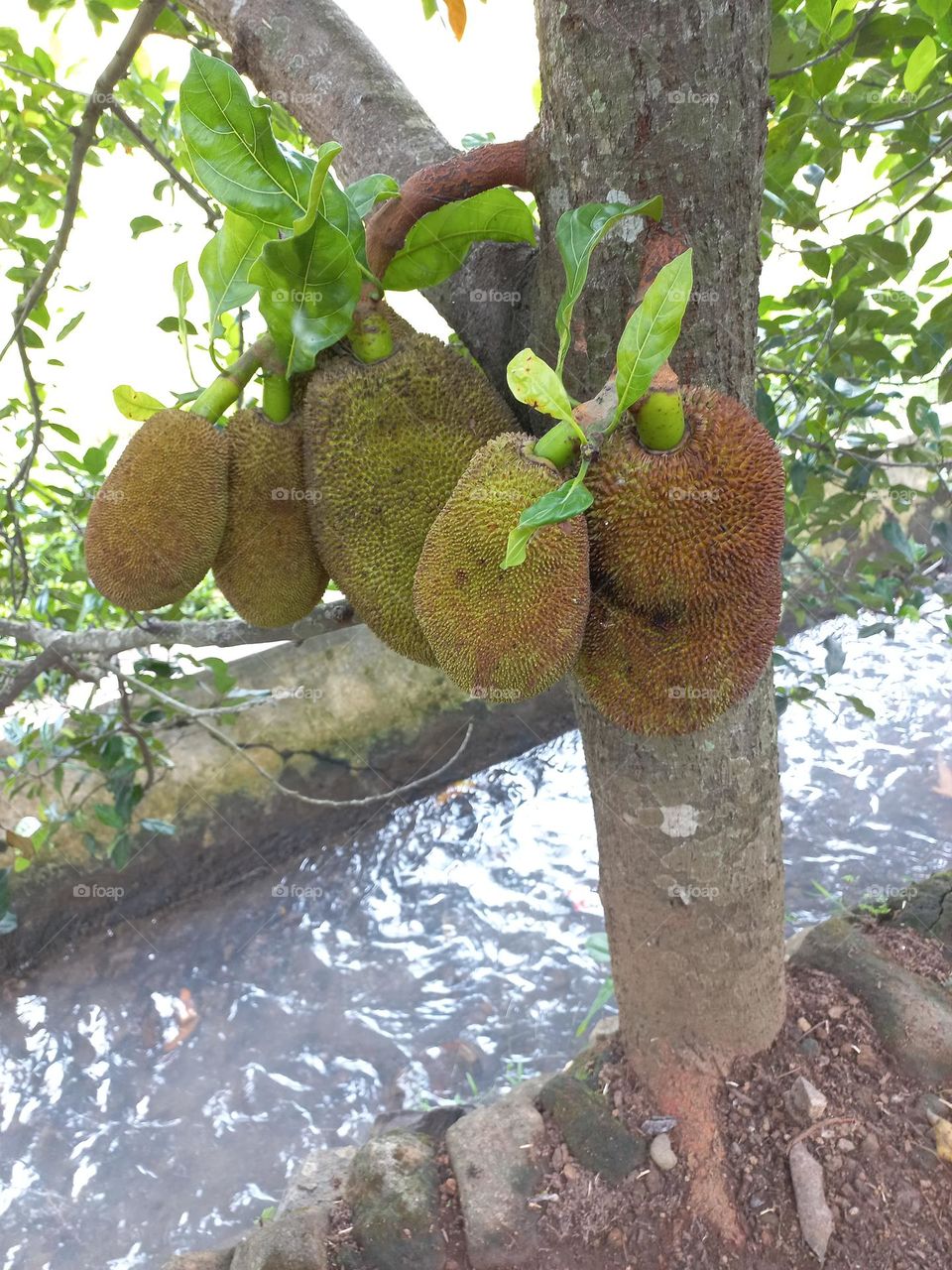 Jackfruit tree that grows on the edge of a small river