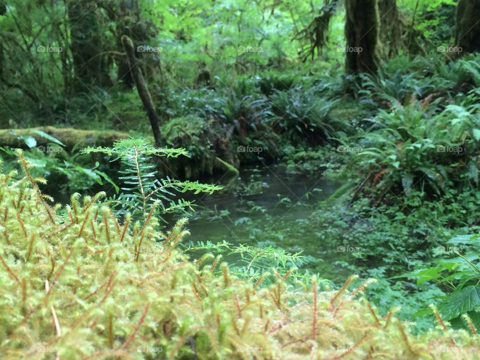 Hoh rainforest