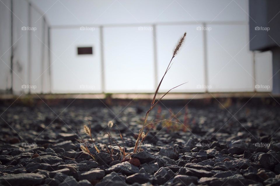 a strong small plant growing out from the stones