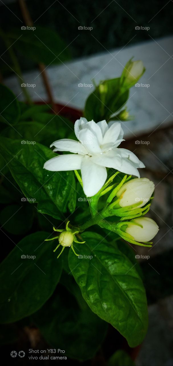 #foap #infoapartemen #foapjuly18 #foapaug18 #foapfeb18 #foapapril17 #foapers #foapjune18 #fotografoaprendiz #sfoapprentices #foaper #infoapartment #foapmission #foapmay18 #foapapr18 #foapit #infoaplikasipaytren #infoapple #foapom #foapjan19 #infoapp