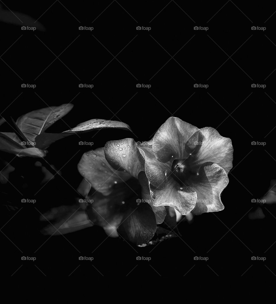 Floral photography - Monochromatic - BW style