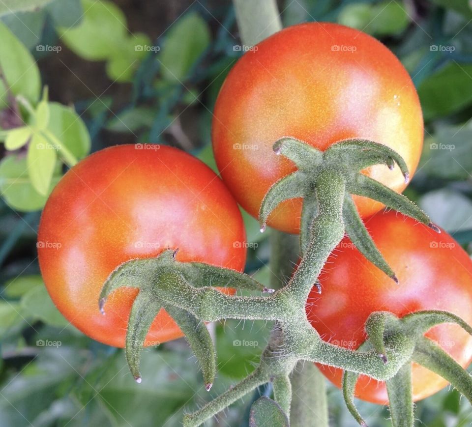 Tomatoes 