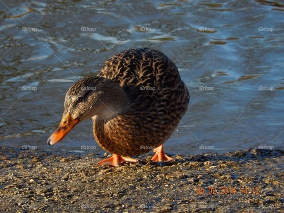Friendly duck