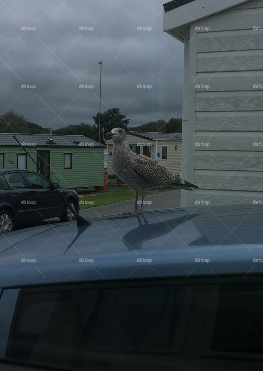 Seagull on car storm 