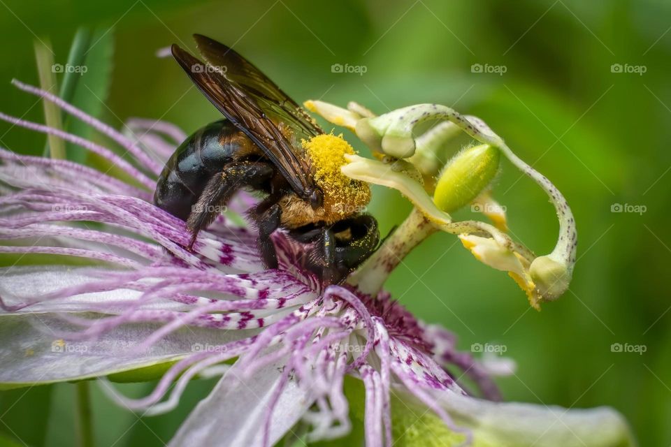 An eastern carpenter bee is having way too much fun on the purple passion flower. 