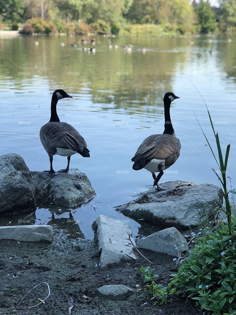 Two Canada geese on rocks by the water 