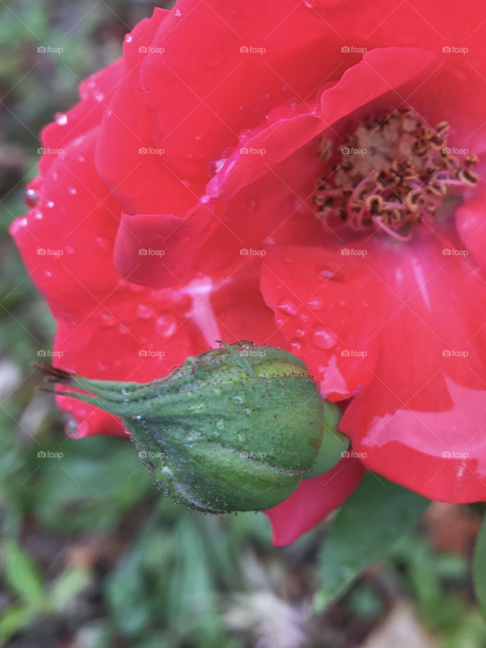 Wet bud for next rose ...