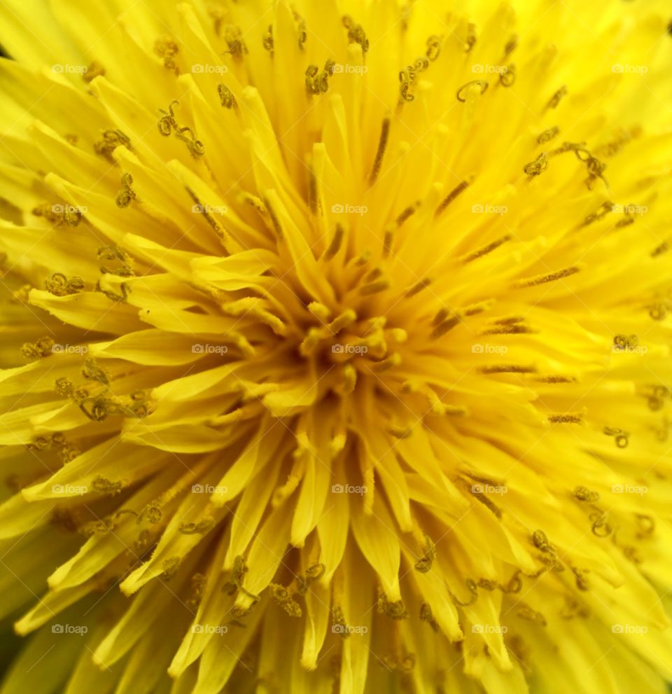 Yellow flower 