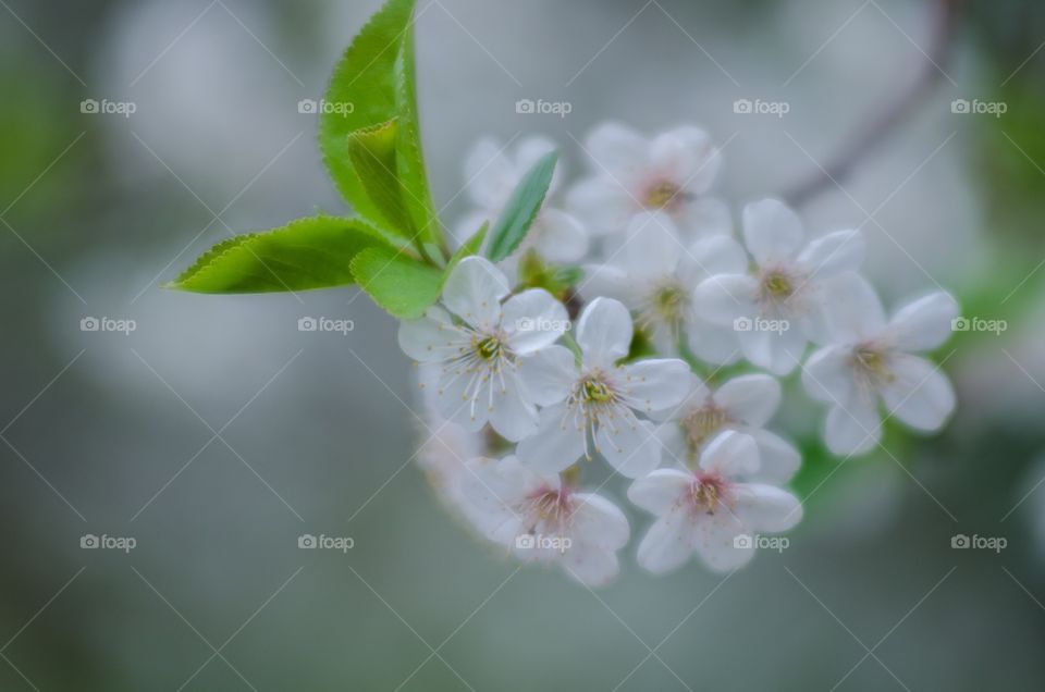 Close-up of flowers in bloom