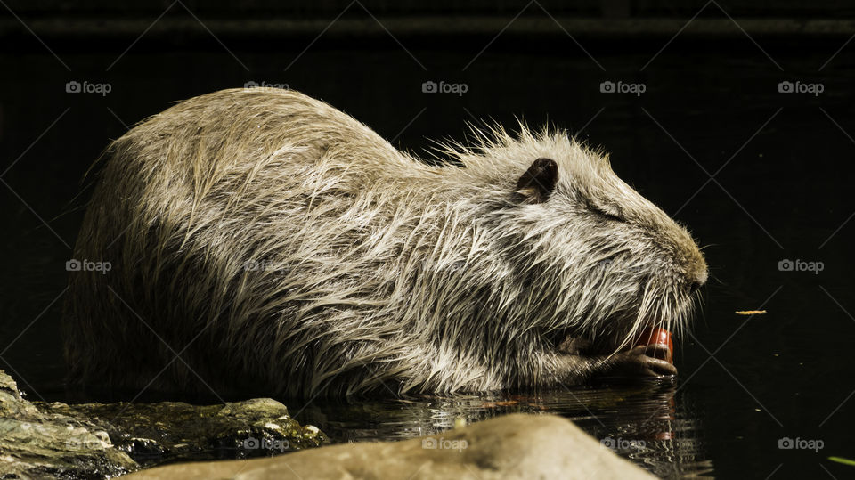 Beaver Eating Apple