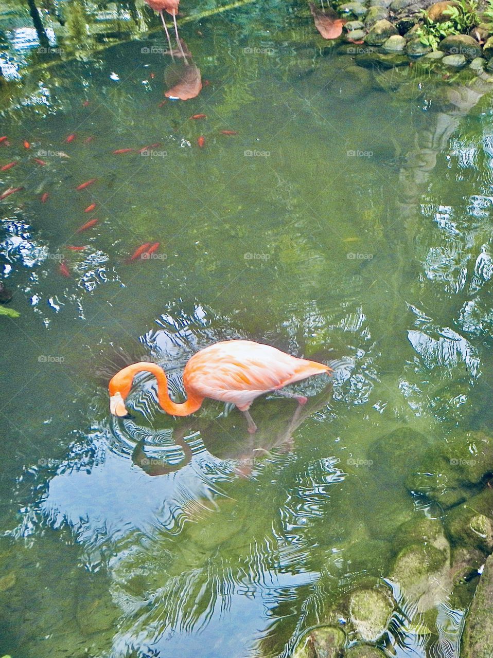 Beautiful flamingos in Dominican Republic 