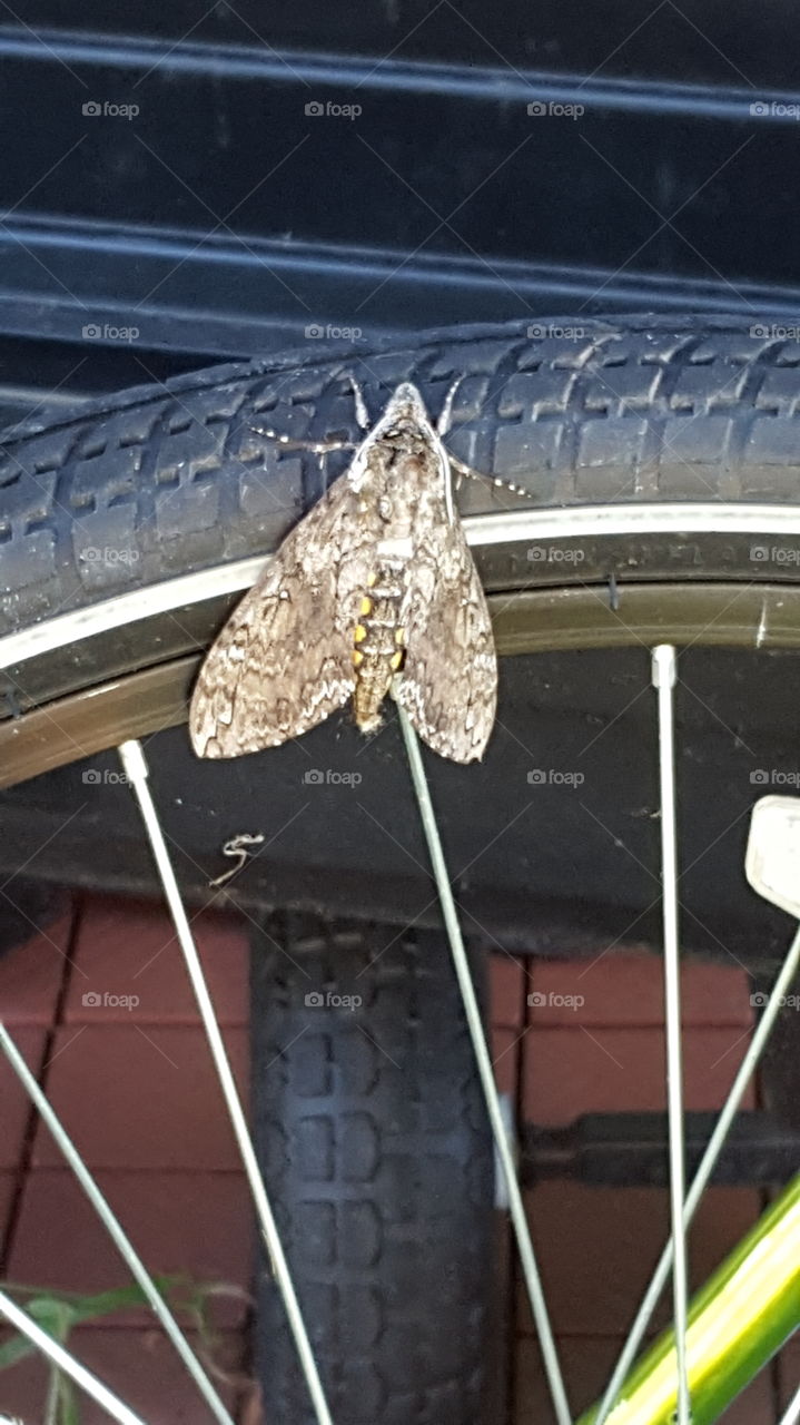huge moth